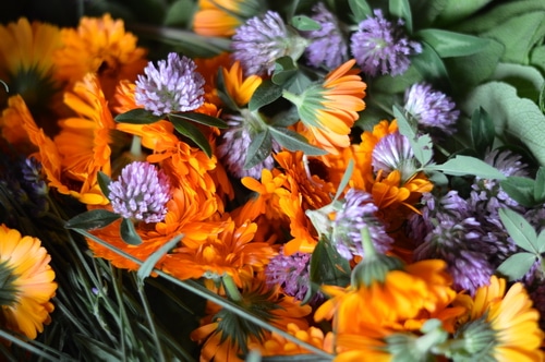 calendula sage and clover harvest