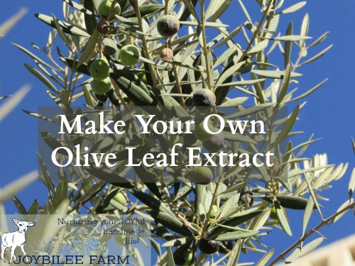 how to leaves extract Leaf With Extract   Joybilee® DiY Benefits Olive Farm