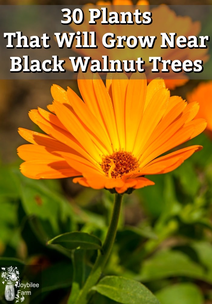 30 Plants That Will Grow Near Black Walnut Trees, in Zone 3 Joybilee