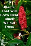 Staghorn Sumac