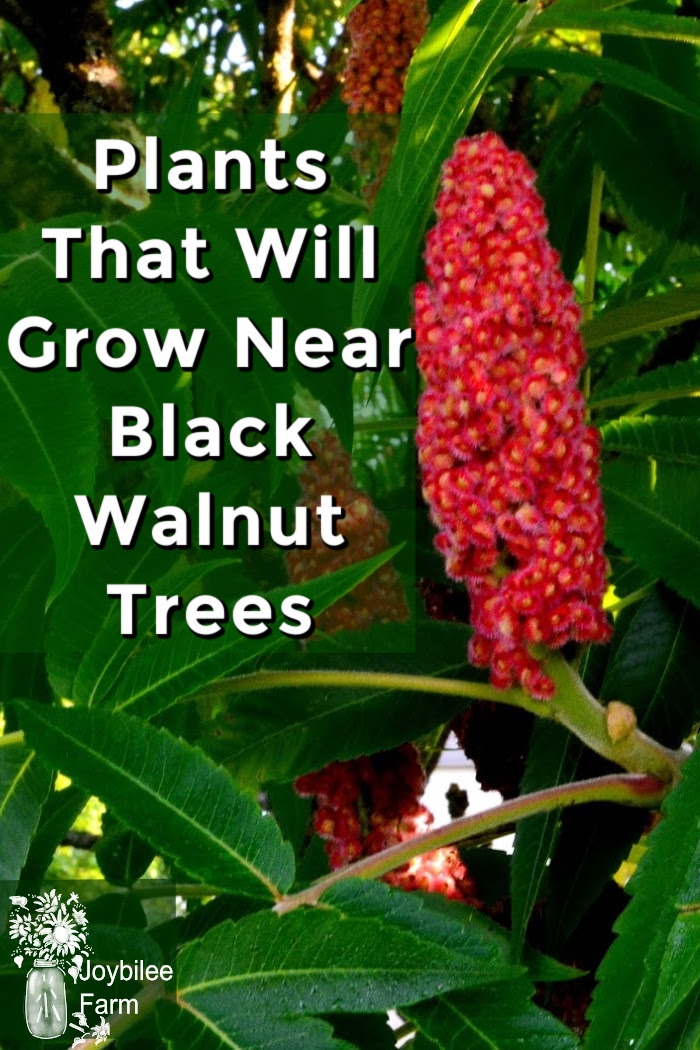 30 Plants That Will Grow Near Black Walnut Trees, in Zone 3 Joybilee