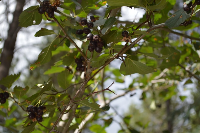 Hawthorn is a superior heart tonic and restorer, as well as an emotional support for broken hearts. Make this easy Hawthorn Syrup as a heart tonic and restorative for tired hearts.