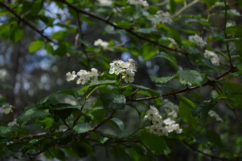 Hawthorn is a superior heart tonic and restorer, as well as an emotional support for broken hearts. Make this easy Hawthorn Syrup as a heart tonic and restorative for tired hearts.