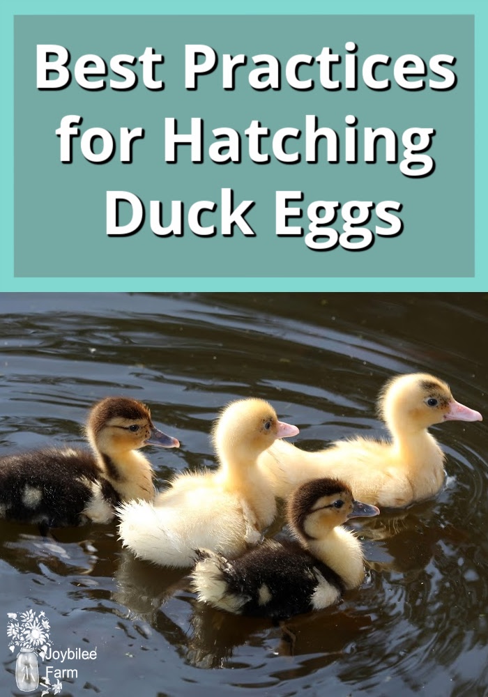 Best Practices for Hatching Duck Eggs in a Small Incubator