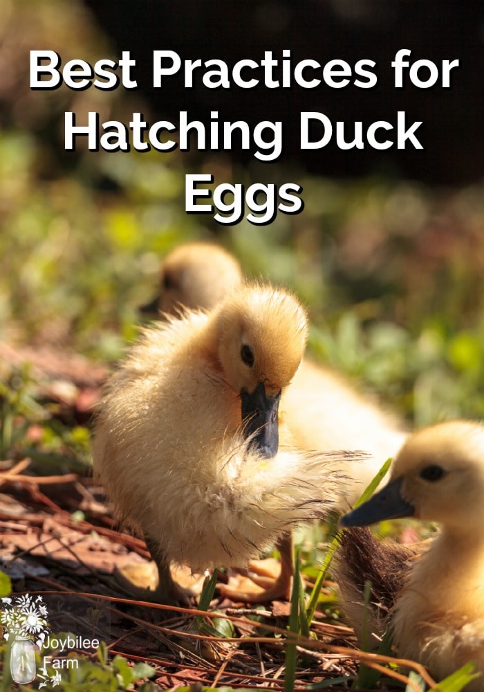 Best Practices for Hatching Duck Eggs in a Small Incubator