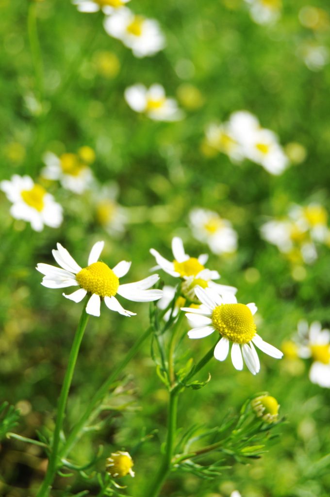 Chamomile tea, called manzanilla or “little apple” in Spanish, due to its apple-like scent, is one of the best herbal remedies for anxiety and sleeplessness. A cup of manzanilla tea before bed soothes and relaxes the mind, without leaving you groggy in the morning. It is safe for young children, pregnant women, nursing mothers, and the elderly. And while you probably know it well as a sleep and anxiety remedy, you probably didn’t realize that manzanilla tea is one of the best remedies for tummy upset, nausea, and colicky pains, among its many other benefits.