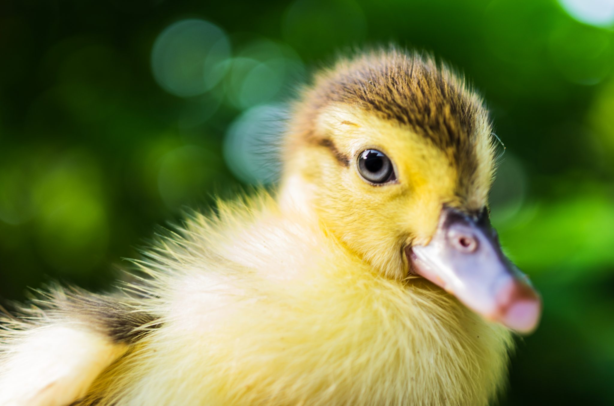 duck incubation temperature