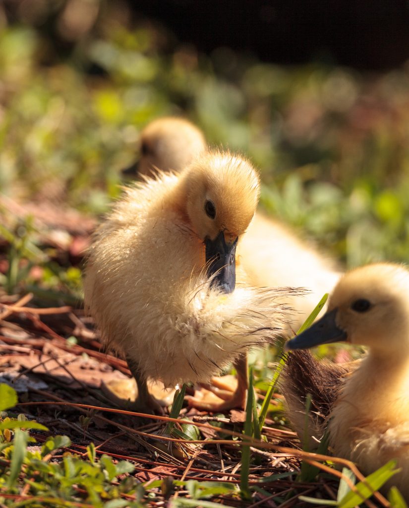 Last 3 days of hatching duck eggs