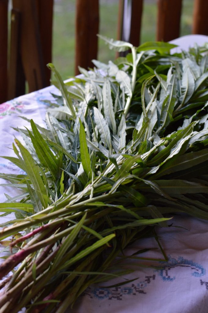 Wildcrafting Fireweed for Herbal Remedies | Joybilee® Farm | DIY