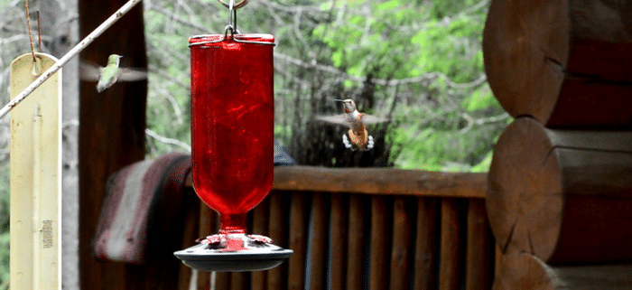 homemade hummingbird nectar recipe organic sugar