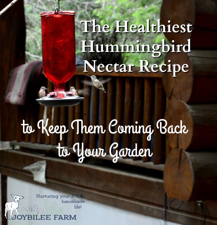 The Healthiest Hummingbird Nectar Recipe So They'll Come