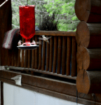 Can I Feed Organic Sugar to Hummingbirds?