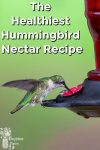 hummingbird eating at a feeder