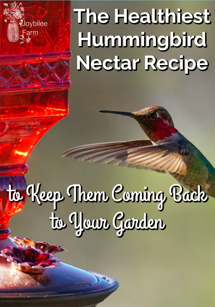 hummingbird feeder recipe