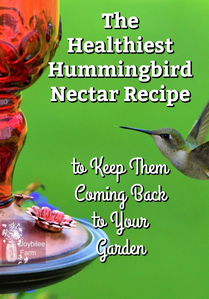 recipe homemade hummingbird nectar