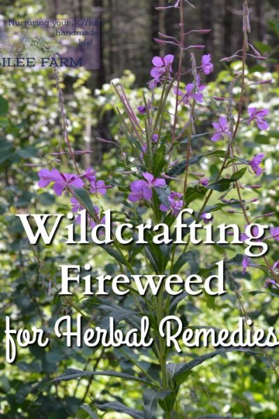 Fireweed is loaded with tonic benefits for the entire body, especially for men. The antioxidants in fireweed benefit the digestive system, the urinary system, the circulatory system and the heart, the brain, the endocrine system, the immune system, the lungs, and the skin. It is both tonic and nutritive.