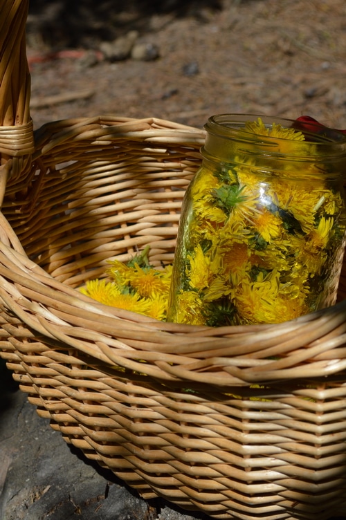 Dandelion blossoms in a basket