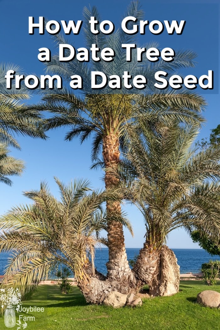 How to Grow a Date Tree from a Date Seed Joybilee® Farm DIY Herbs