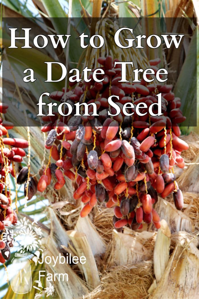 How to Grow a Date Tree from a Date Seed Joybilee® Farm