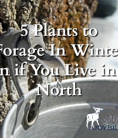 5 plants to forage in winter because foraging enthusiasts don't stop foraging when the snow falls. They look for plants to forage in winter, knowing that this is the best season for these edible and medicinal wild plant allies.