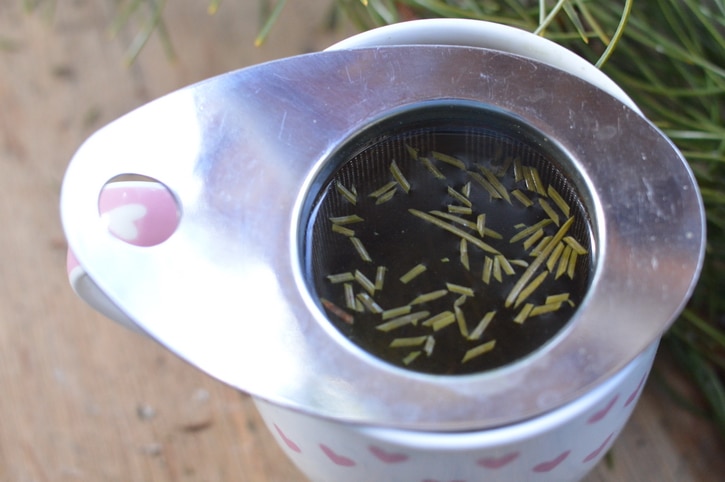 Wild Thing: Pine Needle Tea - Edible Communities