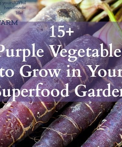 Purple vegetables are rich in anthocyanins, an antioxidant that gives the red, blue, and purple pigment to plants. Anthocyanins are known to fight free radical damage at the cellular level, offering antiviral, anti-inflammatory, and anticancer benefits. Getting more purple vegetables in your garden and into your meals is an easy way to increase the nutrition and health of your daily meals.