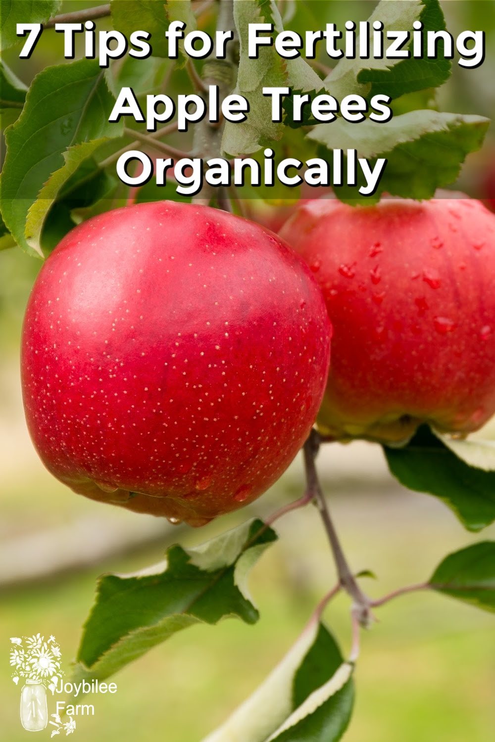 7 Tips for Fertilizing Apple Trees Organically for Long Fruitfulness