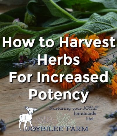 When to Harvest Herbs For Increased Potency and Flavor