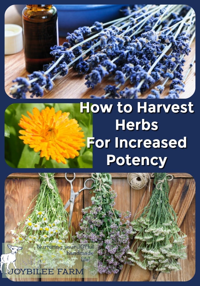 When to Harvest Herbs For Increased Potency and Flavor
