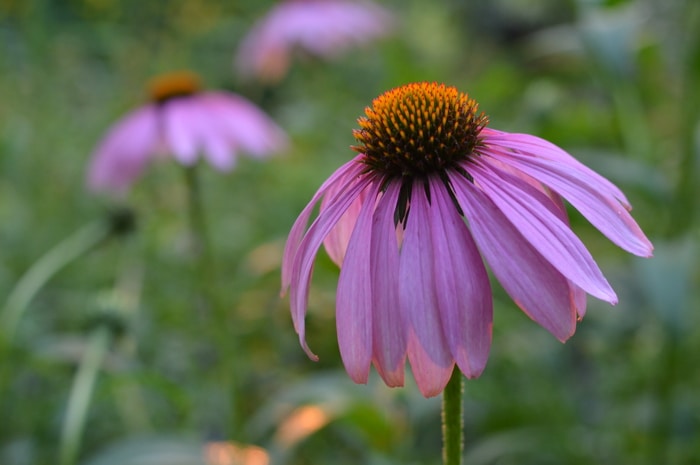 Echinacea flowers