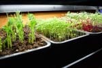 15 Easy Steps to Start Seeds the Right Way and the Secret Sauce For Stronger Plants