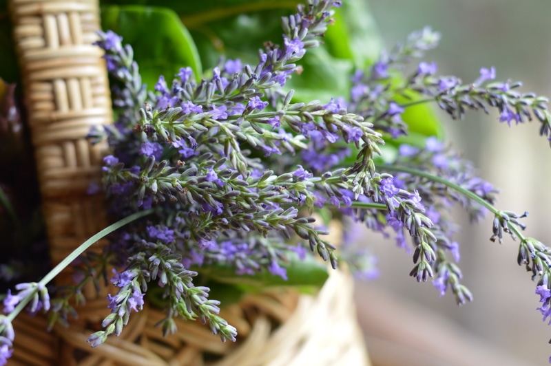 Freshly harvested lavender