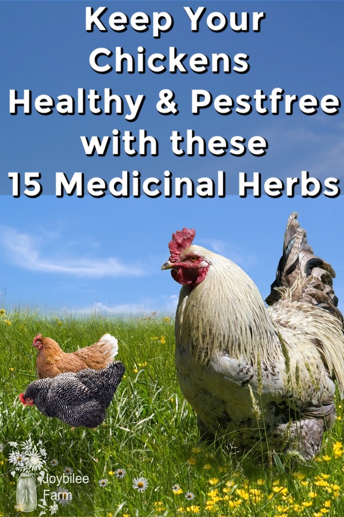 15 Medicinal Herbs for Chickens to Keep Them Healthy and Pestfree