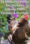 15 Medicinal Herbs for Chickens to Keep Them Healthy & Pestfree