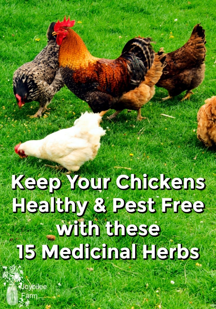 15 Medicinal Herbs for Chickens to Keep Them Healthy and Pestfree