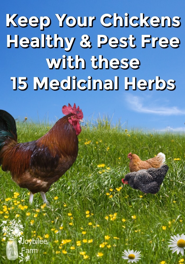 15 Medicinal Herbs for Chickens to Keep Them Healthy and Pestfree