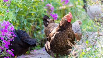 15 Medicinal Herbs for Chickens to Keep Them Healthy and Pestfree