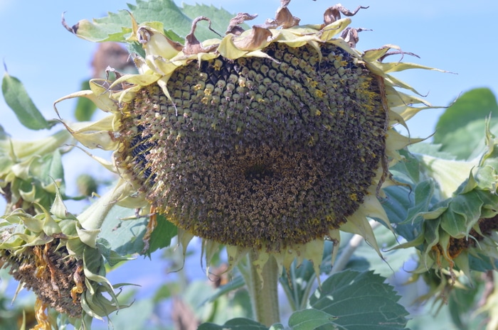10 Types Of Sunflowers To Grow For A Picture Perfect Garden