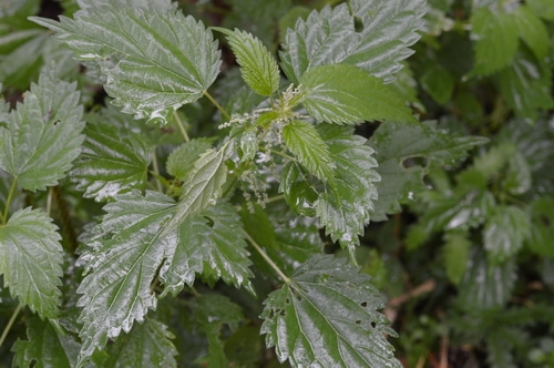 Harvest Stinging Nettle Root in the Fall for Men s Health