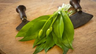 5 Edible Wild Plants of Early Spring to Hunt on Your Foraging Hike