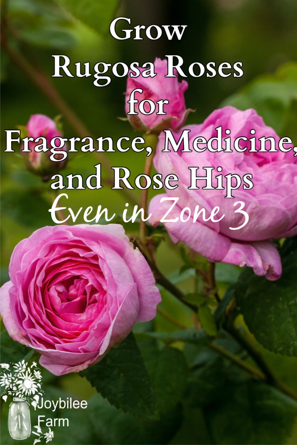 Grow Rosa Rugosa Roses for Fragrance, Beauty, and Hips Even in Zone3