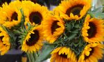 How to Grow Sunflowers for a Memorable Outdoor Wedding
