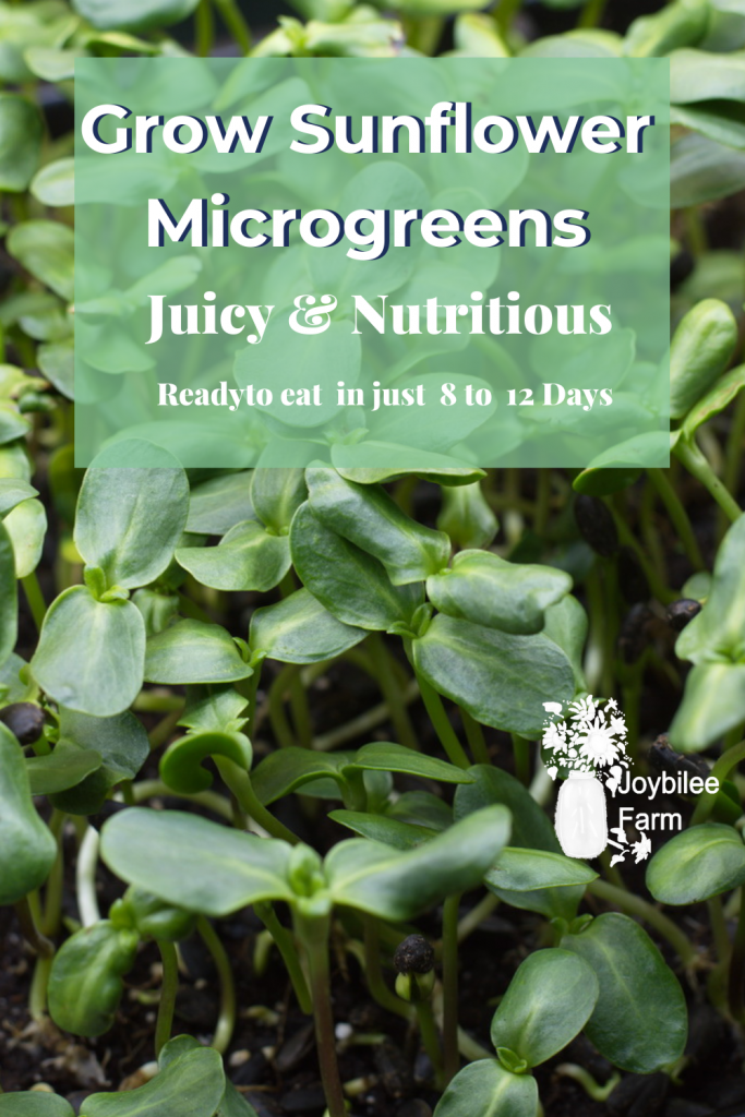 Grow Sunflower Sprouts in Just 12 Days for Nutritious Microgreens