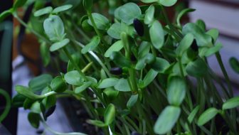 Grow Sunflower Sprouts for Tasty and Nutritious Microgreens in Just 12 Days