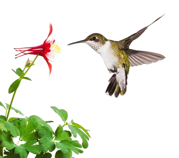Hummingbird jardin graines Bundle-Habitat pour Hummingbirds 