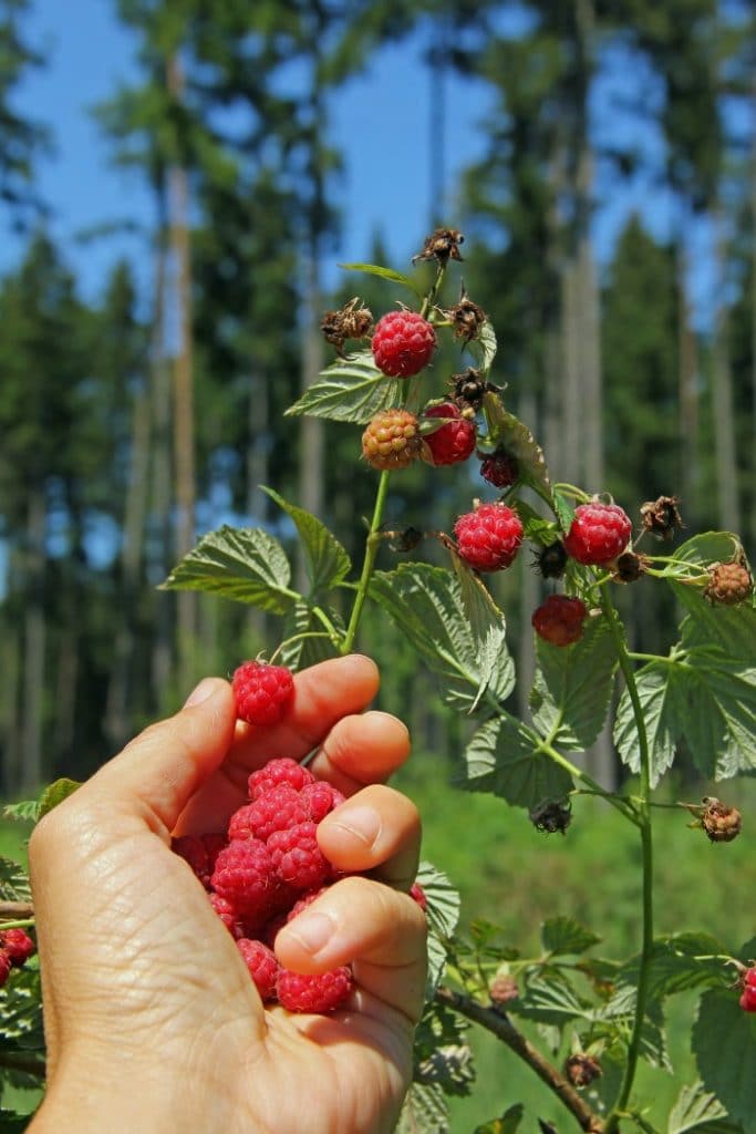 wild berries -- raspberries