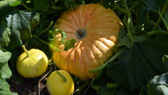 21 Tips for Zone 3 Gardening Success for a Harvest You Can Count On