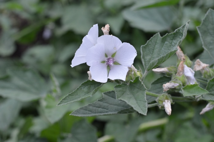 Marshmallow plant