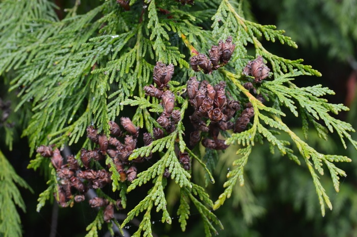 Christmas Tree Lot: Eastern Firs Essential Oil Blend
