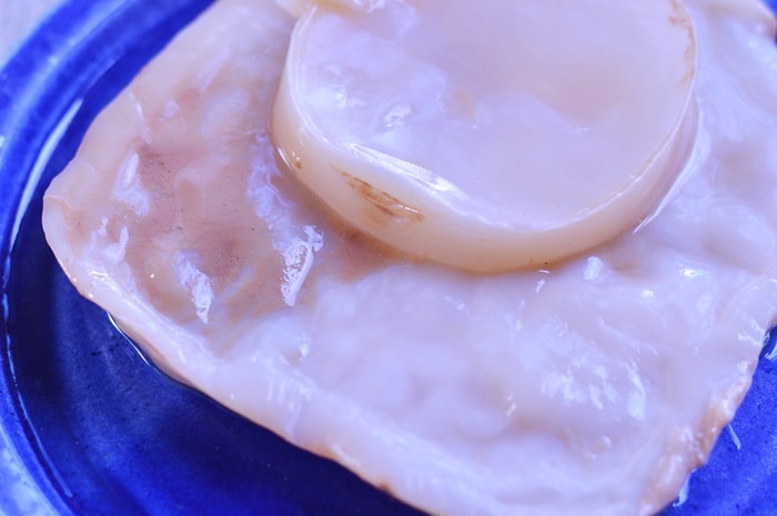A couple of Kombucha scoby on a plate